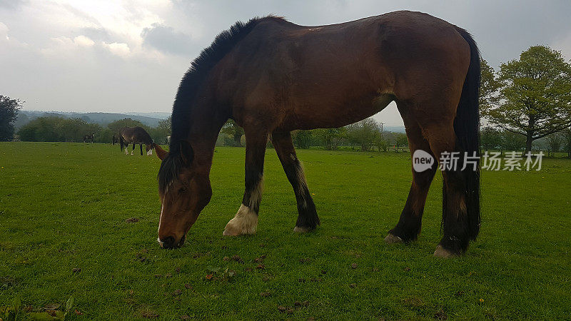 Tranquil bay horse grazing in field at dusk , enjoying her supper of grass in rural Shropshire.